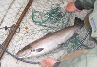 Castle Sea Trout about to be returned